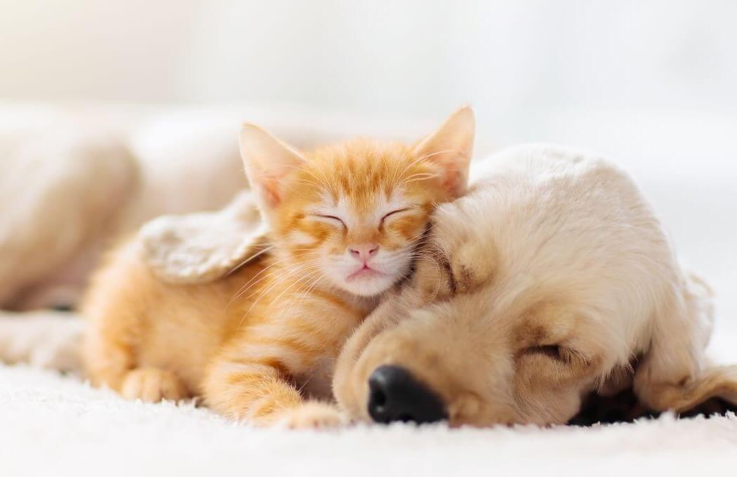 puppy and kitten veterinarian