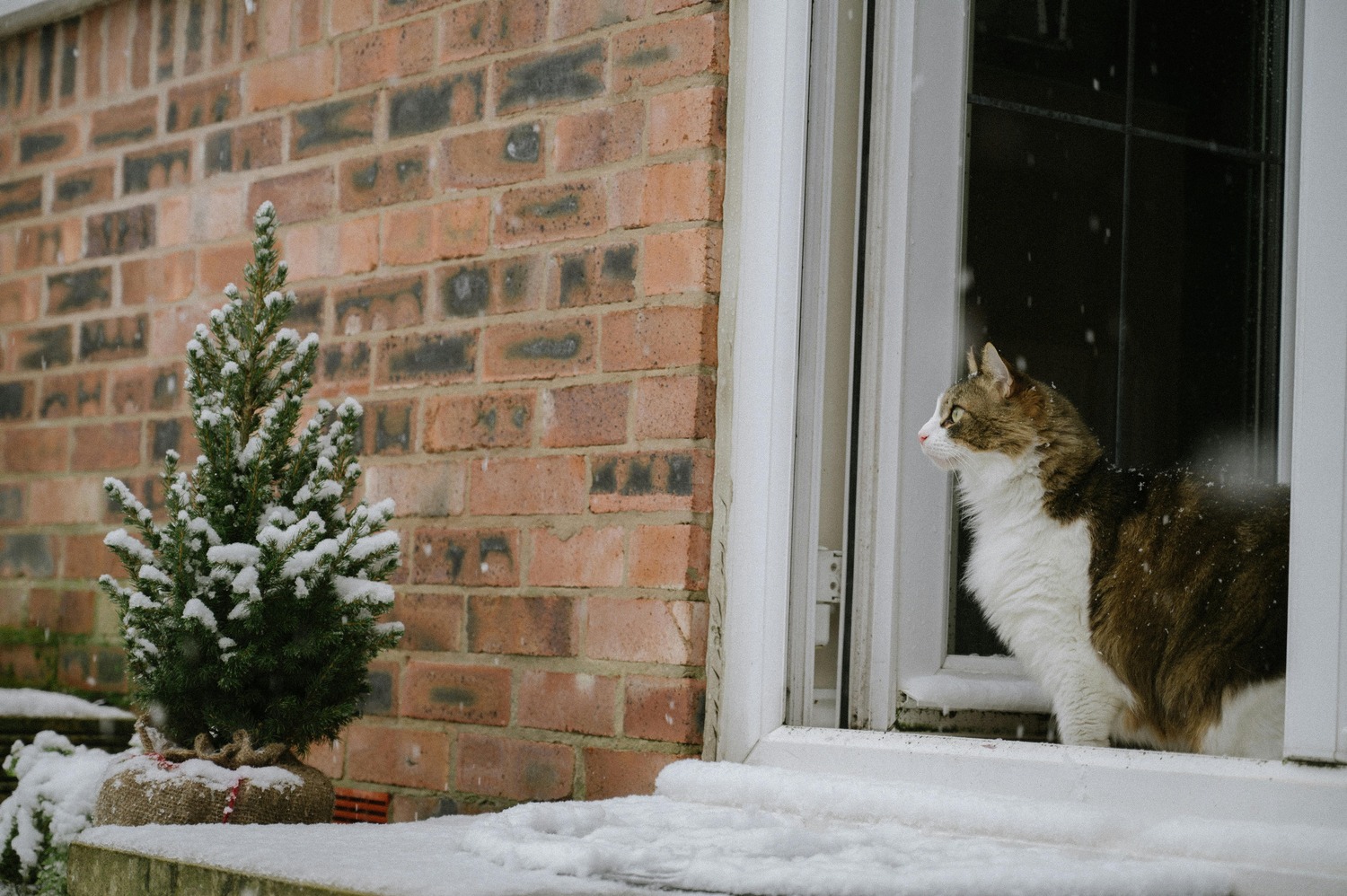 Holiday Cat