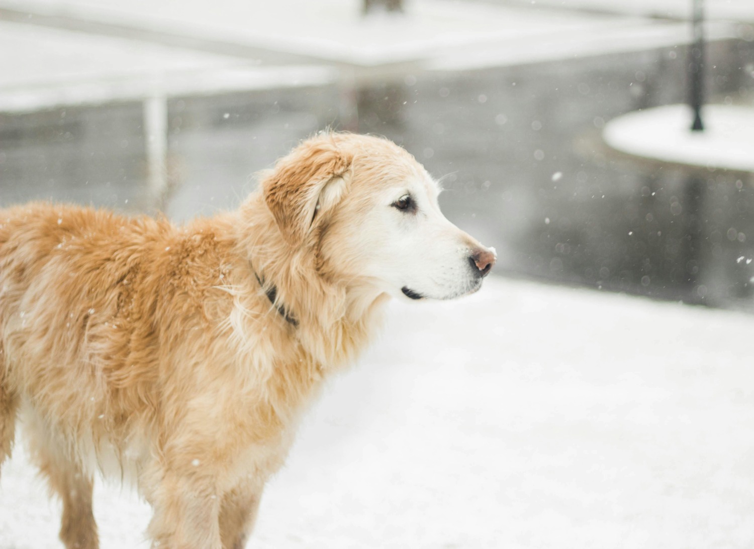 Dog Holiday