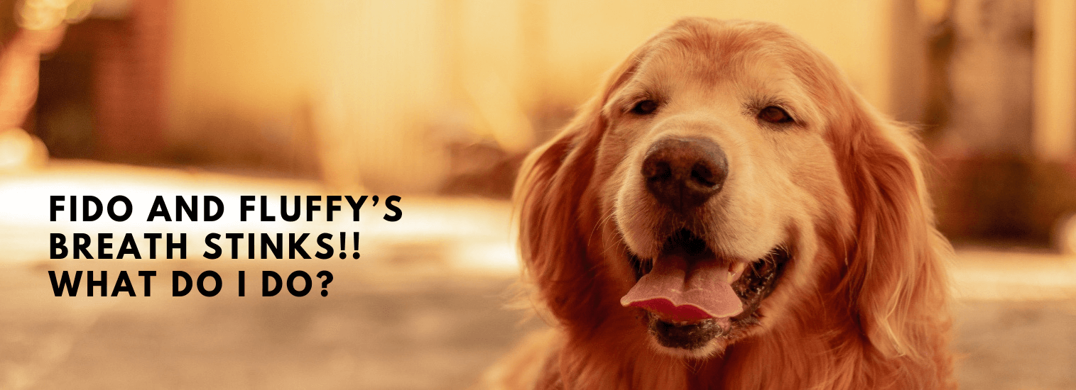 dog's breath smells like sewer