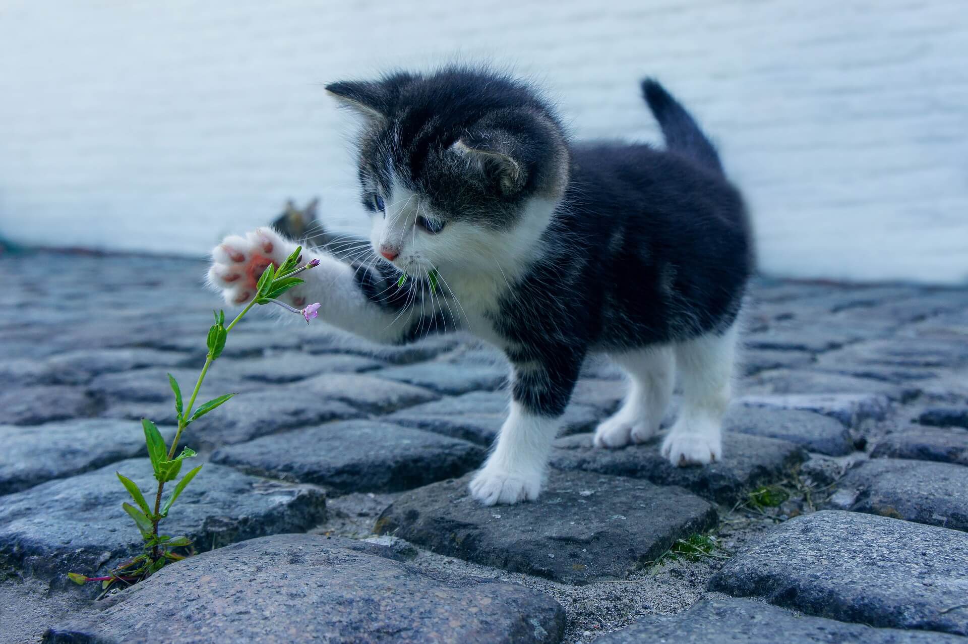 Heartworms in Cats