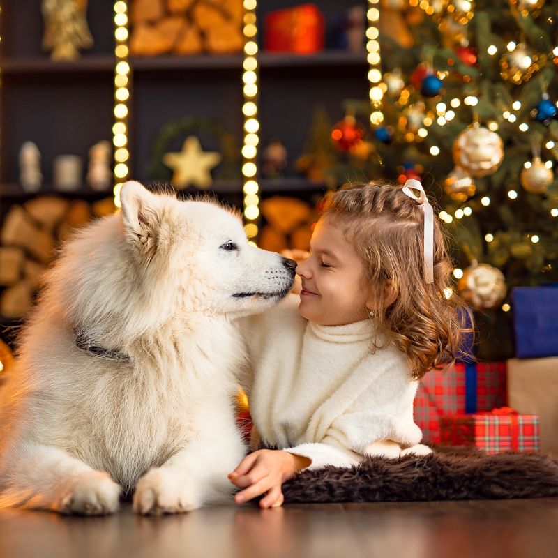 holiday pet safety