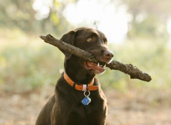 Using an Apple Airtag on Your Dog’s Collar? Safety First