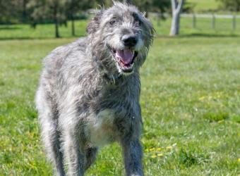 The 9 Dog Breeds From Ireland