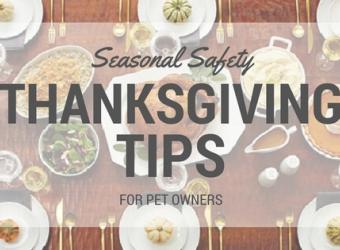 Seasonal Safety: Thanksgiving Tips for Pet Owners