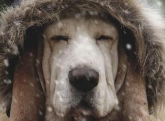 Super Sweaters, Bombastic Booties & Other Winter Tips For Your Dog