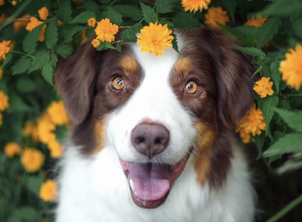 Spring Forward, Parasites Back: How to Prevent Dog Fleas and Ticks!